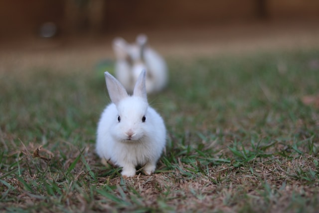 かわいいうさぎ